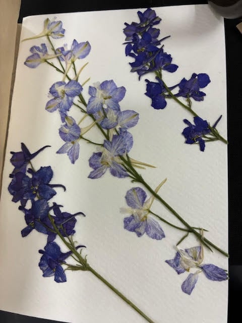 greeting card with purple pressed flowers on it
