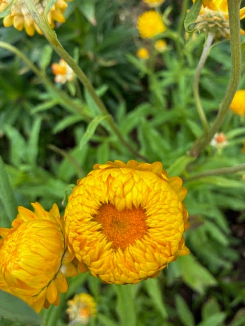 yellow strawflower with a heart center