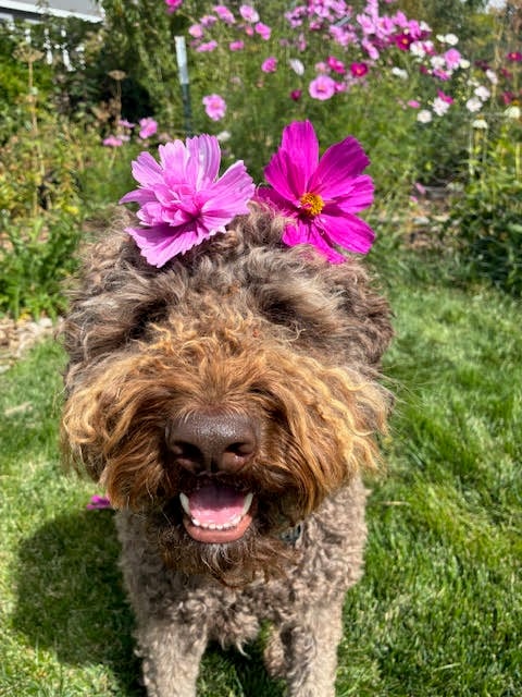 brown curly haired dog with 2 pink cosmos on his head - adorable